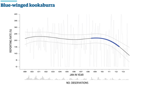 Blue-winged kookaburra
