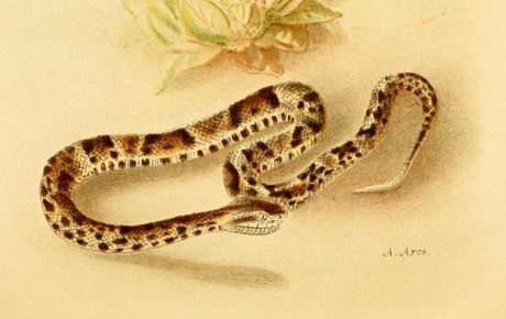 The South American bushmaster Lachesis muta 