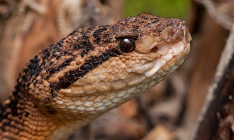 World’s largest viper: “Six feet long and vicious”