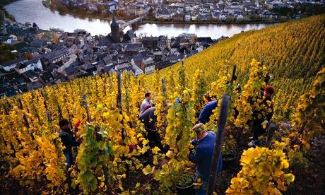 Pick of the bunch: harvesting Riesling grapes above the Mosel river.