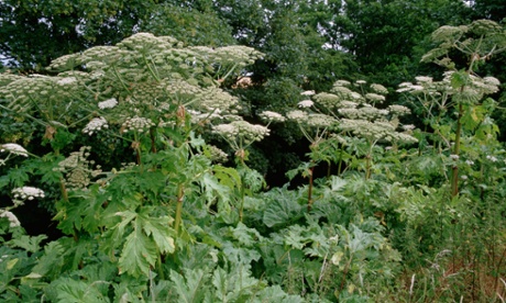 Giant hogweed
