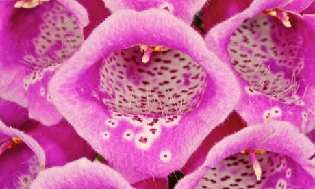 Foxglove (Digitalis purpurea)