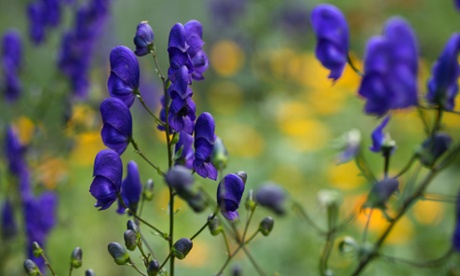 Monkshood -Aconitum napellus.