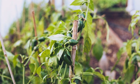 Chillies grown in Rohan's hothouse.