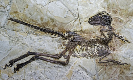 The beautifully preserved skeleton of the winged and feathered dinosaur Zhenyuanlong suni discovered in China