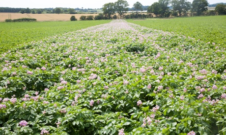 Rows of flowering potatoes growing in a field, Suffolk, England.