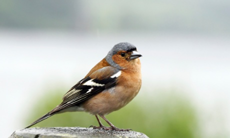 Common Chaffinch