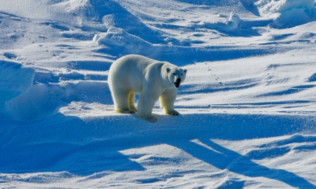 A polar bear in the Beaufort Sea region of Alaska. The bears are unlikely to avoid harmful declines in body condition associated with continued sea ice loss due to global warming.