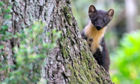 A pine marten was recently spotted in Shropshire, the first verified account in England in a century.