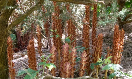 Greater broomrape growing in the New Forest.