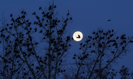 Flock of birds at night in northern Kazakhstan