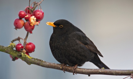 Common Blackbird on a branch foraging