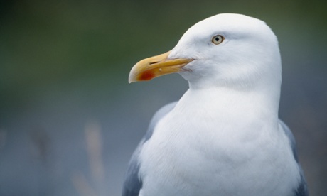 Adult European herring gull, Larus argentatus.