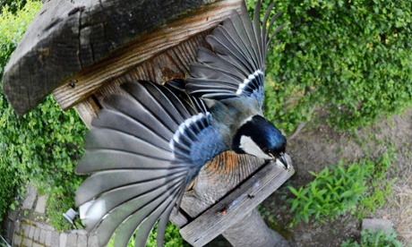 A great tit leaves its garden nesting box.