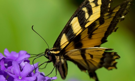 A swallowtail shows off its tiger stripes