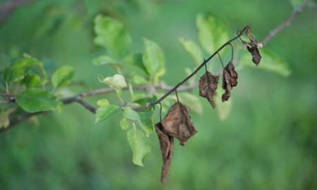 Fire blight (caused by the bacterium Erwinia amylovora - dead leaves, dried out, hanging from a branch.
