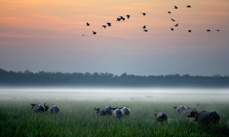 The buffalo on Bamurru plains.