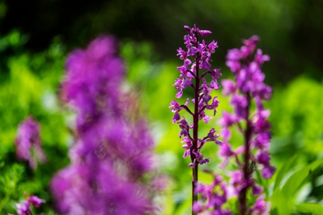 Early Purple Orchids, Orchis mascula, are one of the 29 species that are being documented by the NHM's 