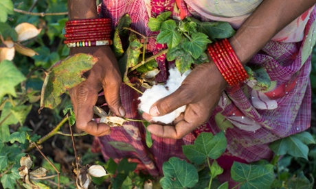 Fairtrade cotton farm labourer Sapna Mandloi, 20, picks cotton in Narendra Patidar's farm in Karhi, Khargone, Madhya Pradesh, India.