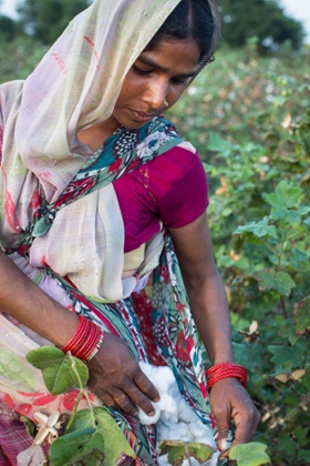 Fairtrade cotton farm labourer Sapna Mandloi, 20, picks cotton in Narendra Patidar's farm in Karhi, Khargone, Madhya Pradesh, India. She earns 5 rupees per kg and can pick up to 40kg per day.