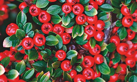Cotoneaster