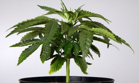 Pot plants: growing an amount like this could become legal, in County Durham.