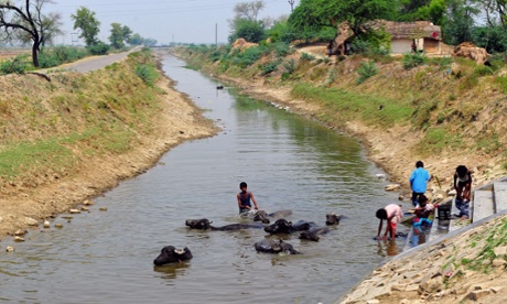 A herd of domestic buffaloes wallow in a canal at  Shankargarh village near Allahabad. Their wild progenitors are facing a tough future.