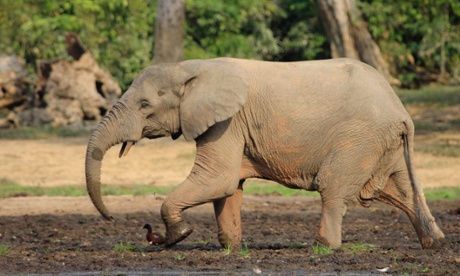 Forest elephants are smaller than savanna elephants and sport straighter tusks among other physical differences. 