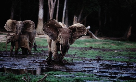 A female forest elephant charges the photographer as in the background her mother protects a youngster in Central African Republic