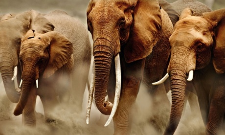 Savanna elephants in Kenya. Savanna elephants are much larger than their forest cousins.