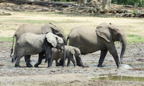 Forest elephant herd in the famous Dzanga Bai clearing in the Central African Republic's Dzanga-Sangha Special Reserve. In 2013, dozens of forest elephants were slaughtered here for their ivory. 