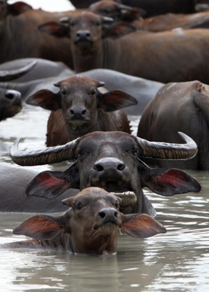 Water buffaloes wallow in the reservoir of Lam Takhong Dam, Thailand.