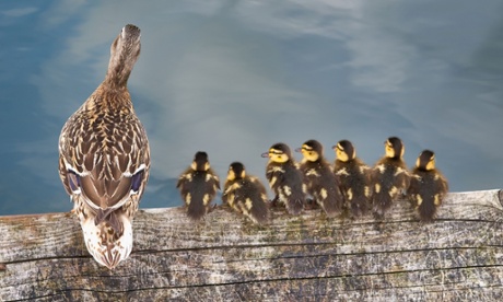 Mother duck and ducklings