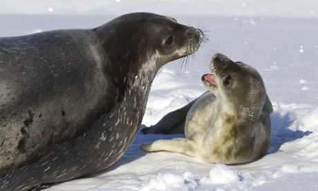 A seal mother and child communicate on Animal Super Parents, BBC1.