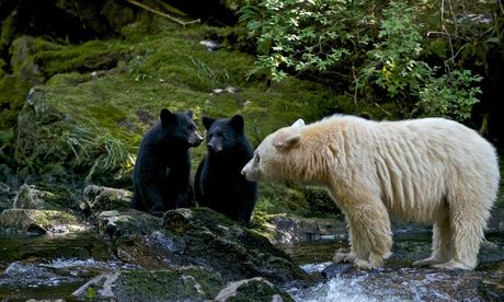 A white black bear with her two cubs in Ghost Bear Family: Natural World. Photograph: River Road Fil