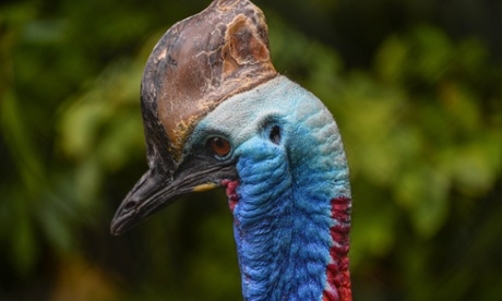 A cassowary