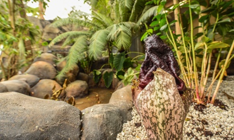 The tropical flora is impressive but will take a while to truly establish itself at the zoo