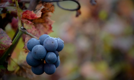 Hungry cyclist, Burgundy