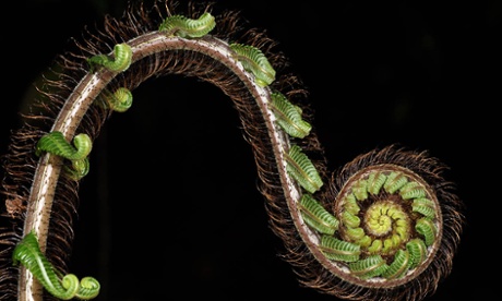 Frond of a fern