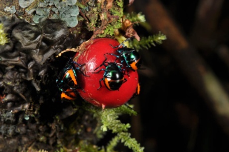 Thymelaeaceae Phaleria capitate found in Panay, Antique province.