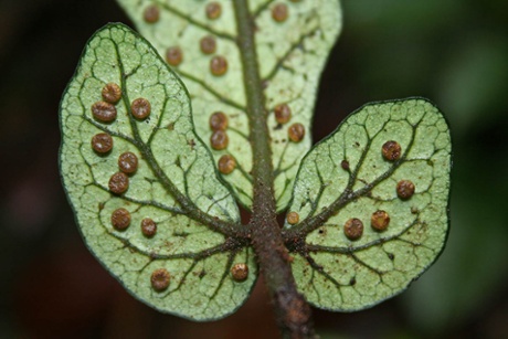 Marattiaceae Christensenia lobbiana, found in Panay, Aklan Prov.
