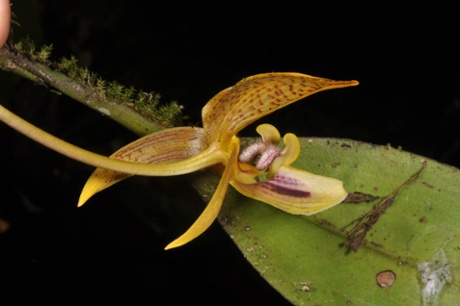 Orchidaceae Bulbophyllum dearie, found in Mindanao, Bukidnon province.
