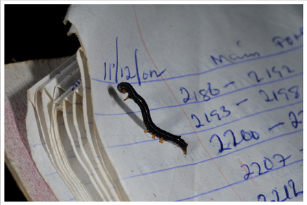 Ugly caterpillar thing