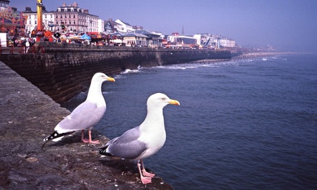Seagulls in Bridlington UK