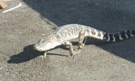 Stray alligator New York