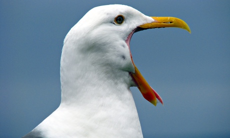 A herring gull shows its disbelief 