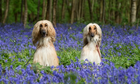 Afghan hounds stare out of a field of bluebells