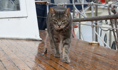 Mickey, Smillie's cat.