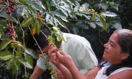 Rosario Rodriguez picks coffee at the PRODECOOP coffee co-operative.