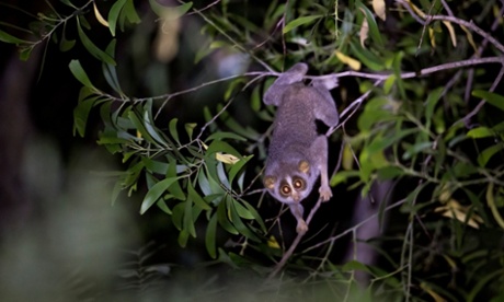 Lorises of Bangalore